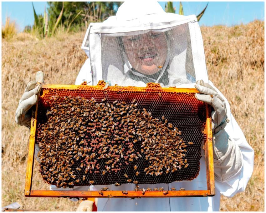A beekeeper showing a honeycomb covered with bees
