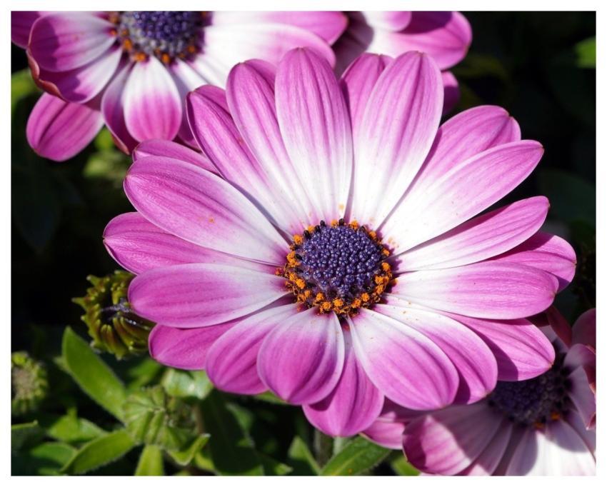 Flower Blossom Bloom Flora