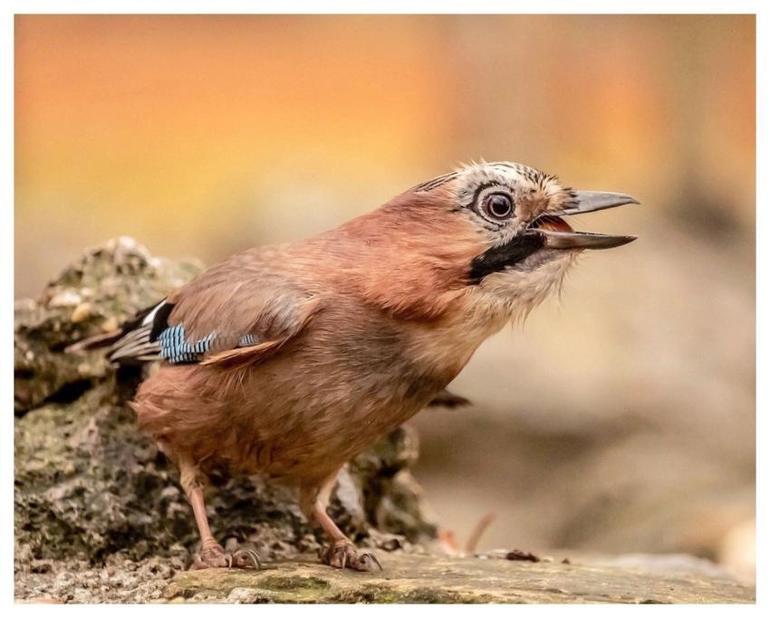 Jay Bird Nature Wildlife