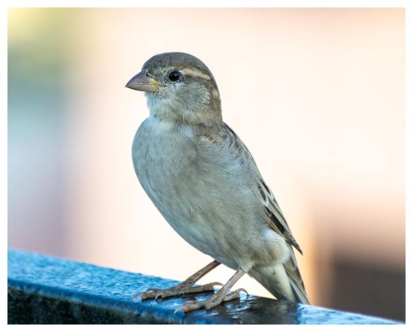 Sparrow Bird Animal Nature