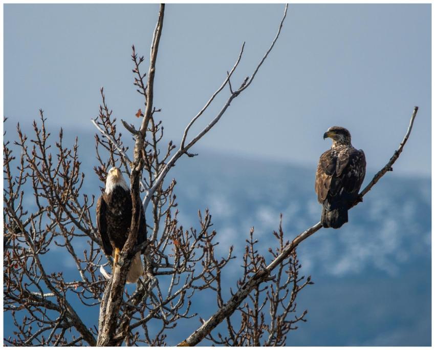 Two bald eagles perched on a tree branch in Wenatc