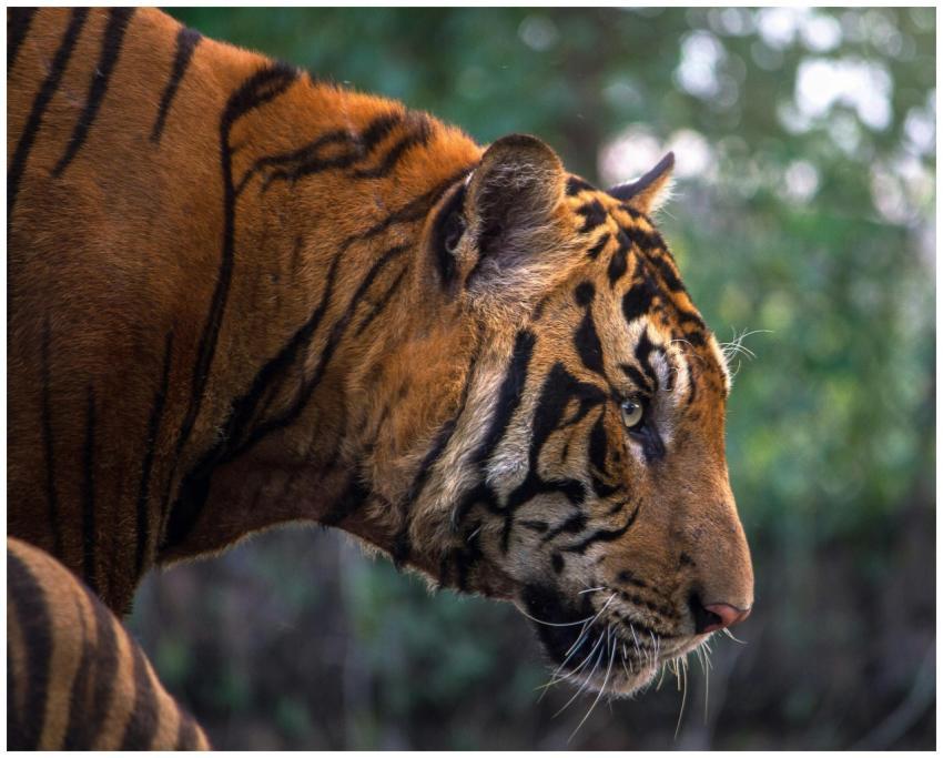 A detailed close-up of a Bengal tiger in the wild,