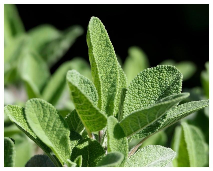 Garden Herbs Sage Nature