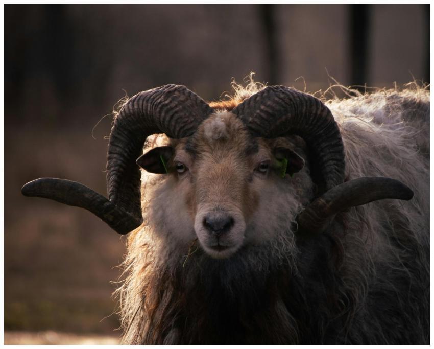 Close-up portrait of a majestic ram with curved ho