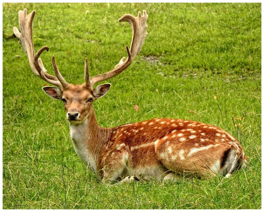 A fallow deer with antlers resting peacefully in a