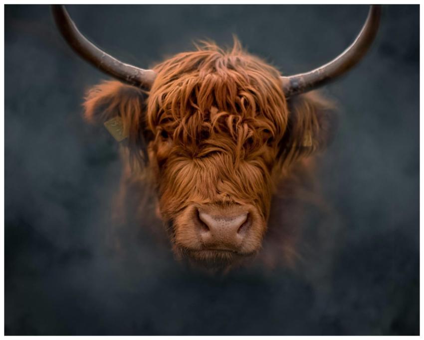 A captivating close-up of a Highland cattle with m