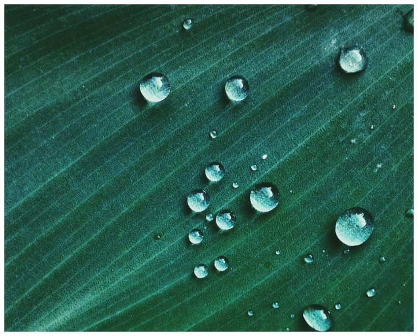 Close-up image capturing water droplets on a green