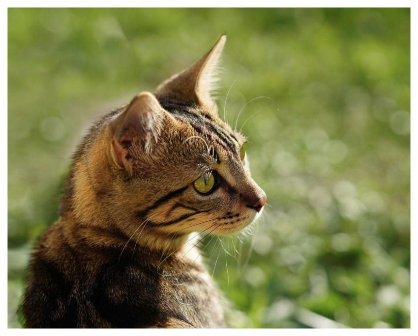 Cat Portrait Look Hd Wallpaper