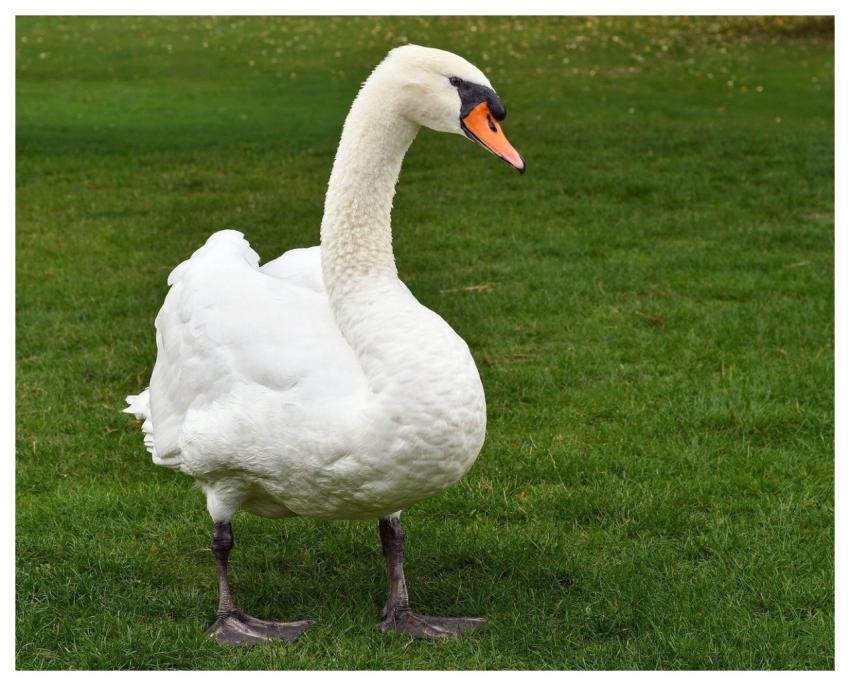 Swan Bird Animal Standing