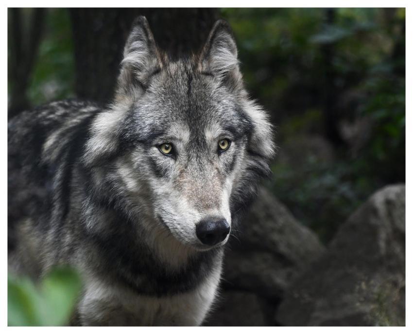 Wolf Nature Predator Grey