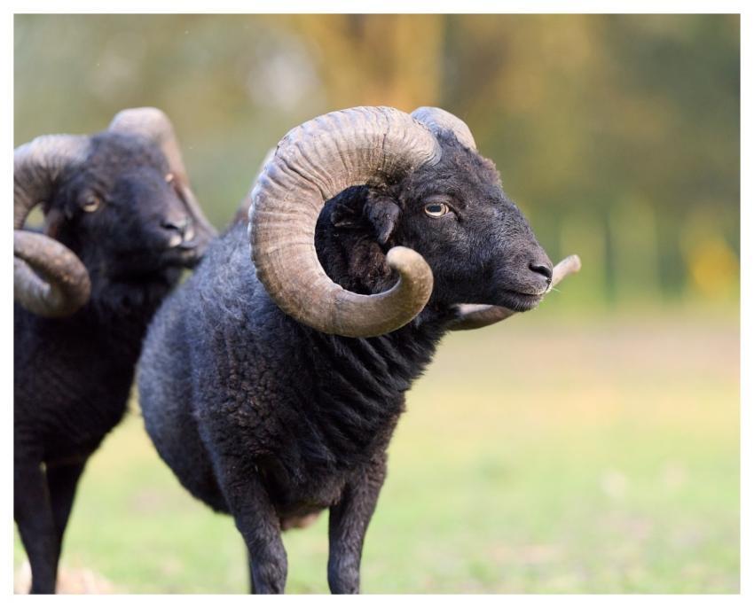 Black Ram Sheep Animal Wild