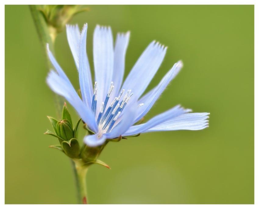 Flower Chicory Macro Blue