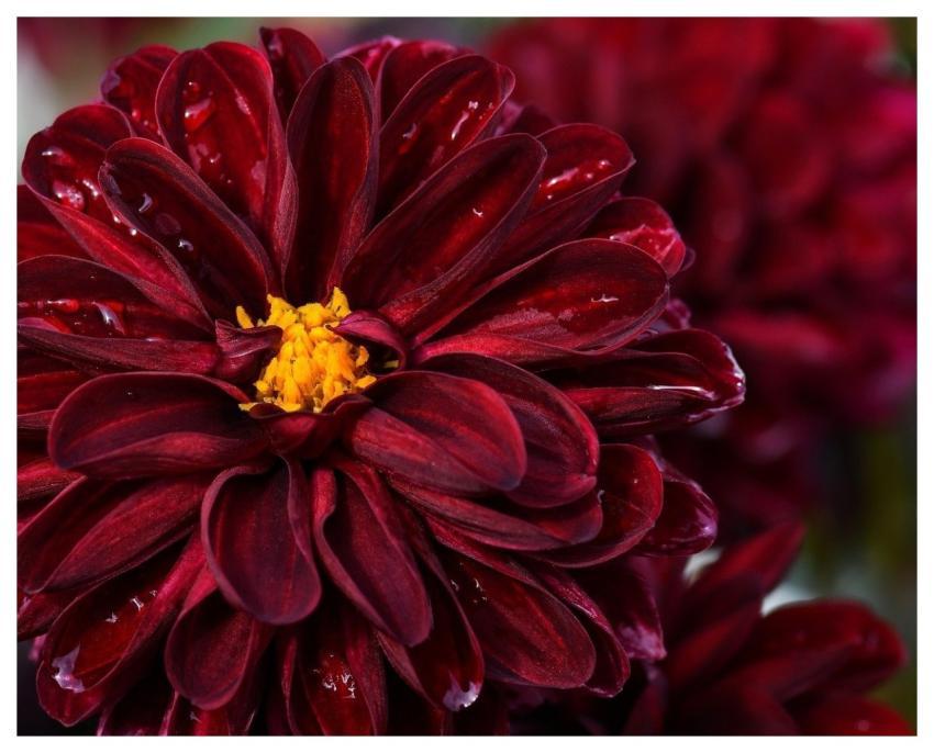 Dahlia Flower Petals Flower Background