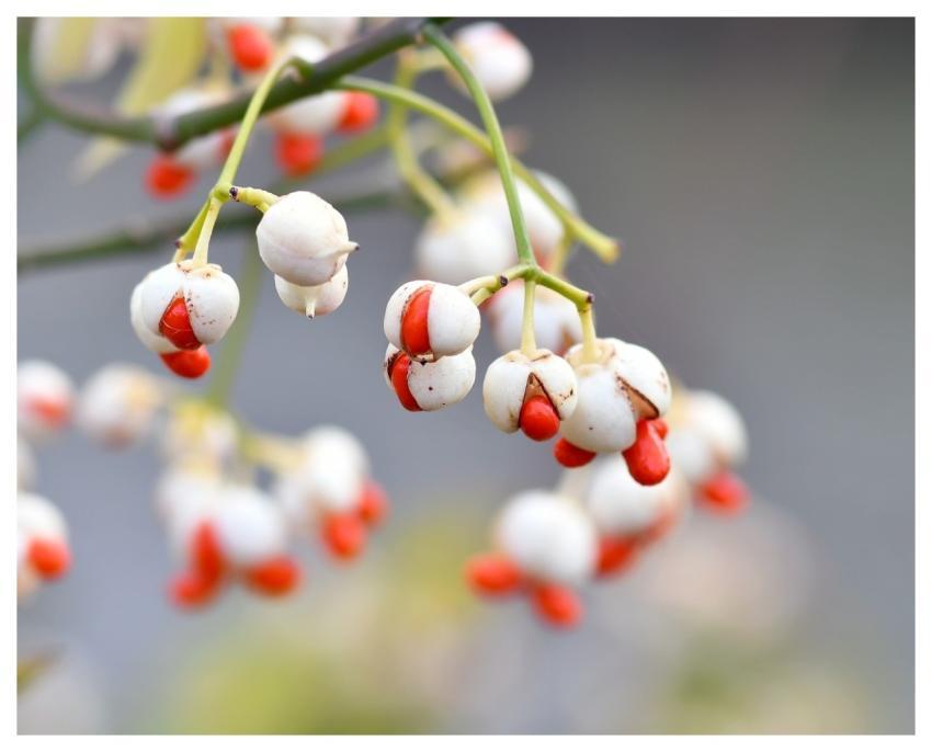Charcoal Seed White Red