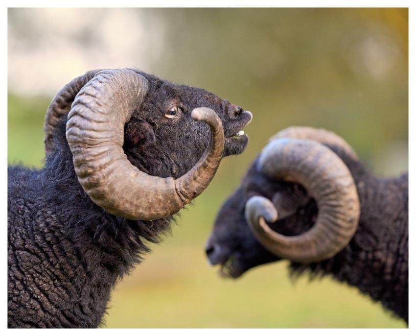 Ram Sheep Black Horns
