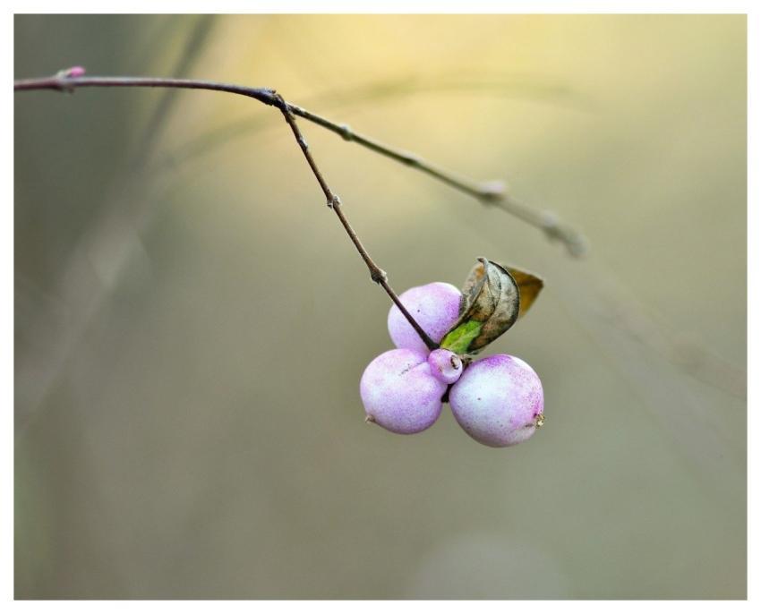 Snowberry Bay Fruit Rod