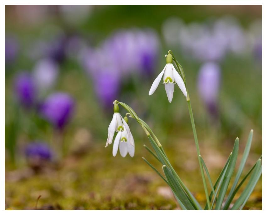 Snowdrop Spring Bloom Garden