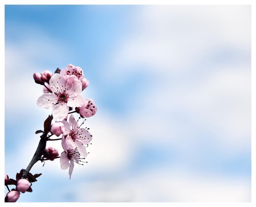 Fine Art Decoration Floral Background Wall Art