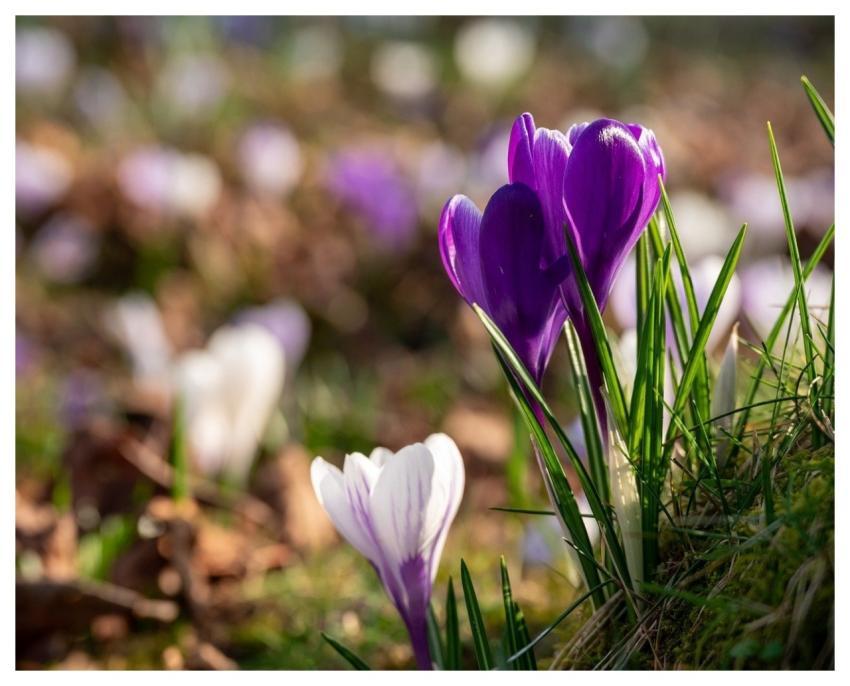 Crocuses Spring Flower Background Flower