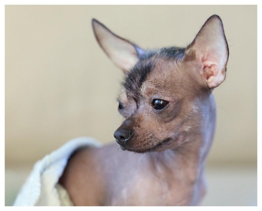 Dog Pet Chinese Crested Dog Hairless