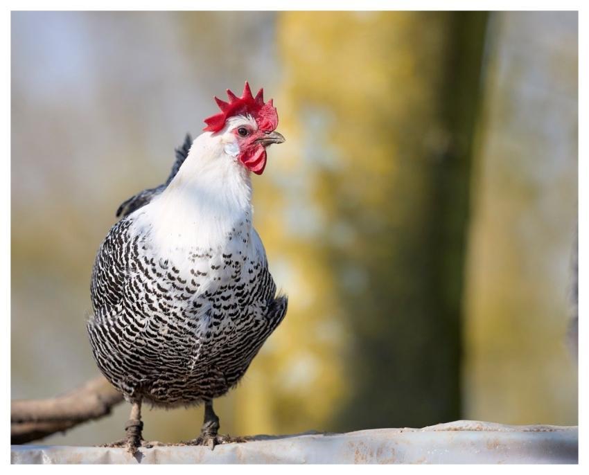 Chicken Them Poultry Bird