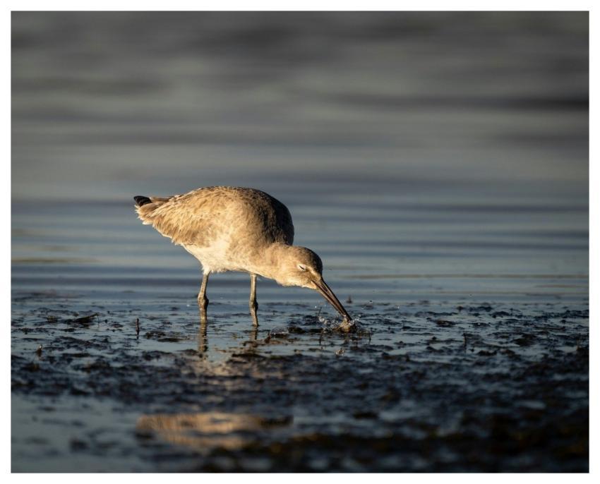 Bird Reed Horizon Lake