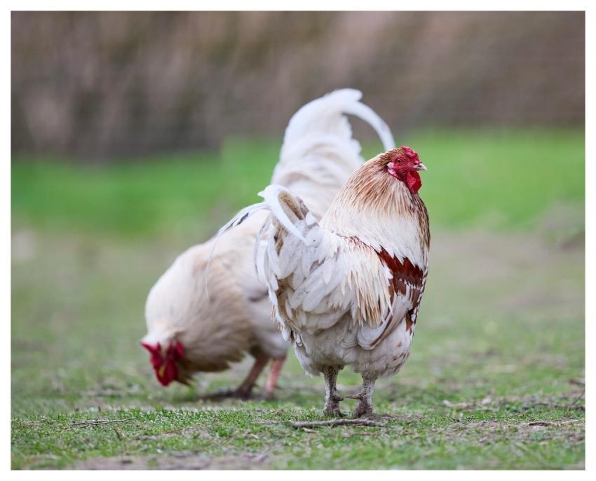 Haan Chicken Poultry Farm