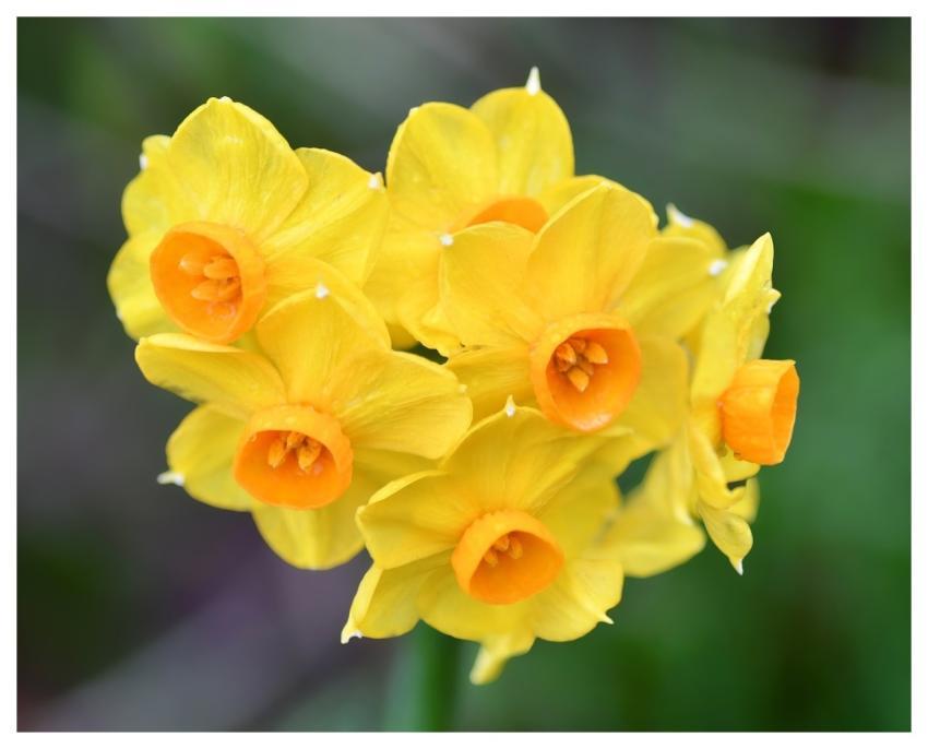 Narcissus Flower Background Beautiful Flowers Flow