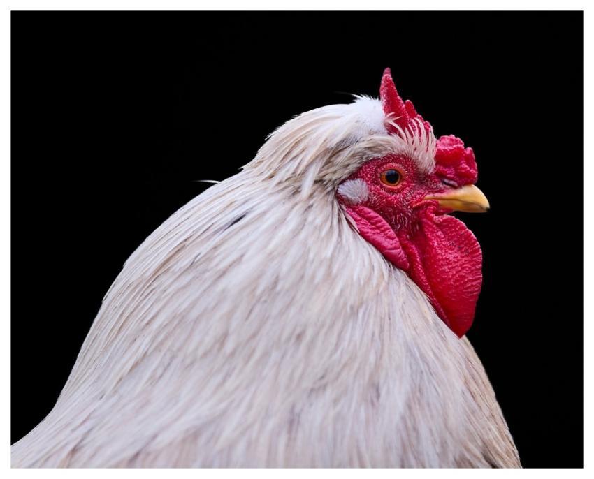 Haan Chicken Poultry Bird