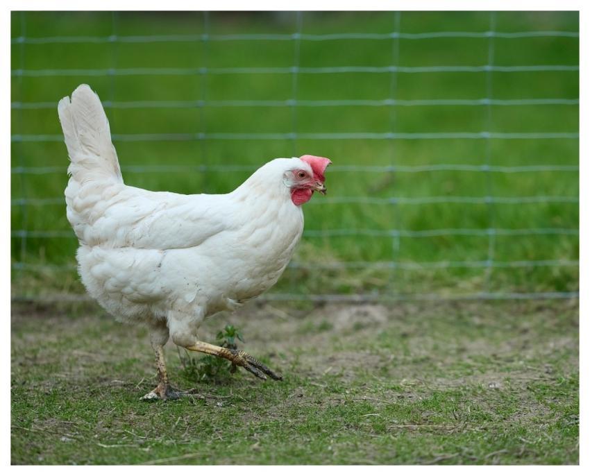 Chicken Them Poultry Bird