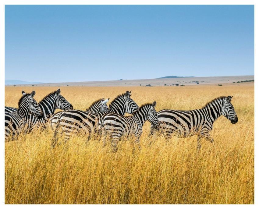 Zebra Savannah Natural Wild