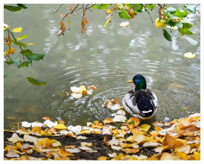 Duck Bird Animal Lake