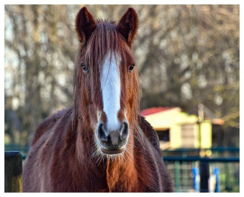 Horse Equine Animal Brown