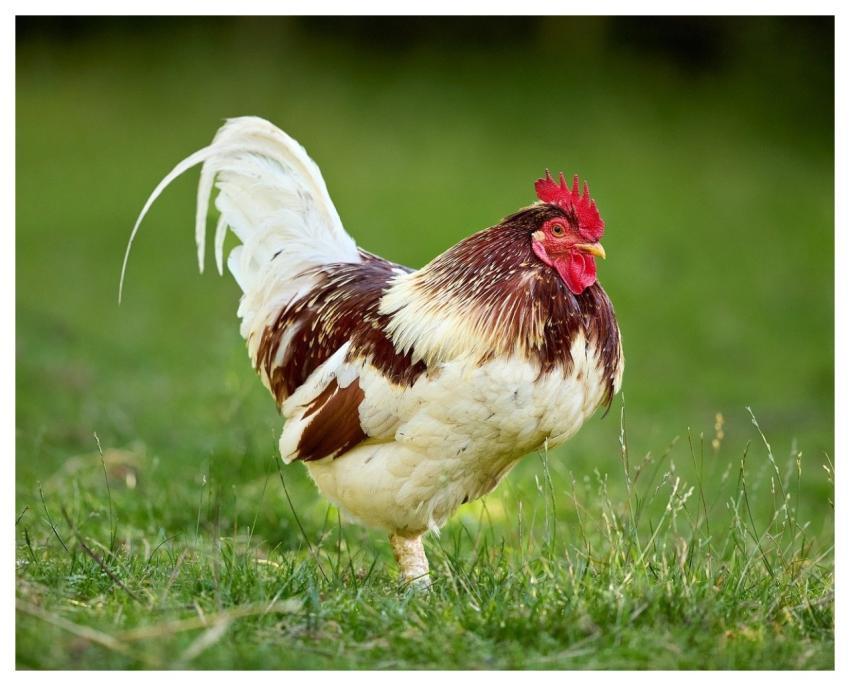 Haan Poultry Farm Animal Animal