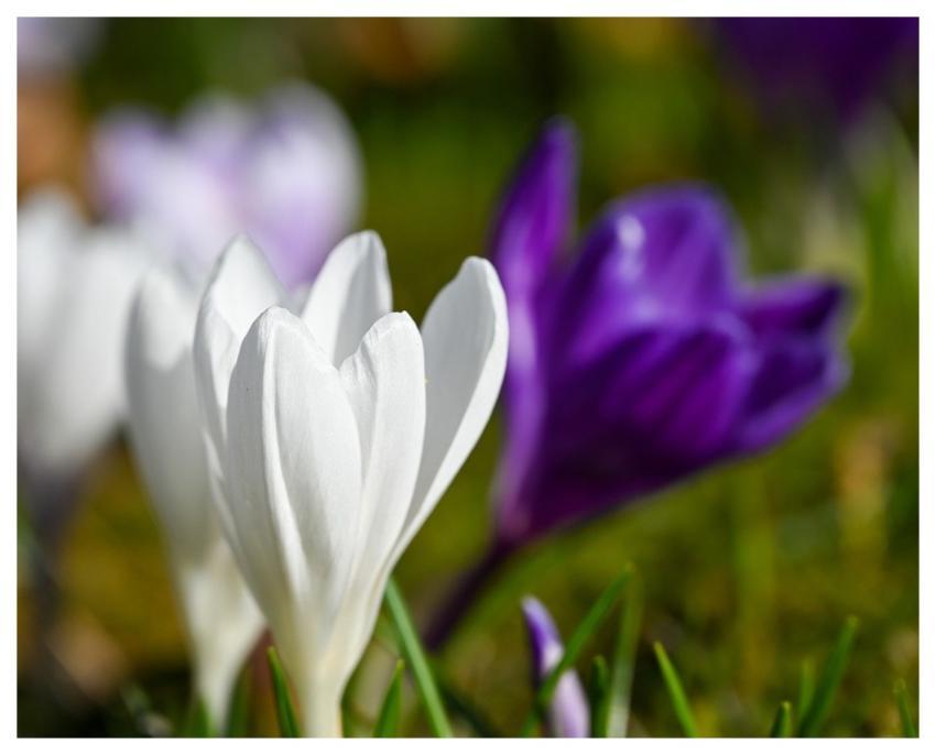 Crocuses Spring Bloom Blossoms