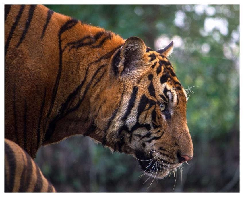 Tiger Animal Cat Feline