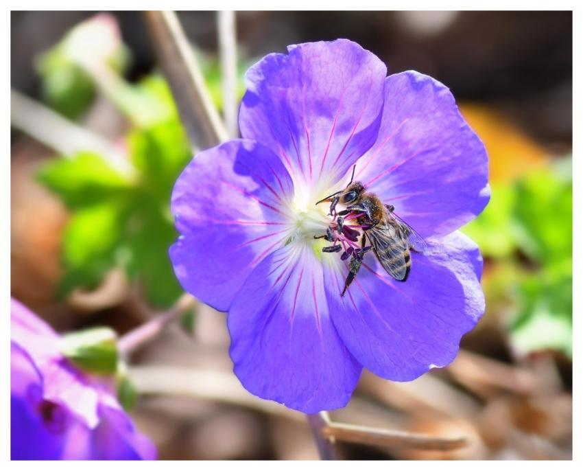 Bee Beautiful Flowers Insect Pollination