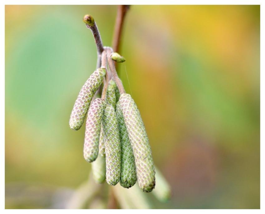 Kittens Macro Hazel Tree