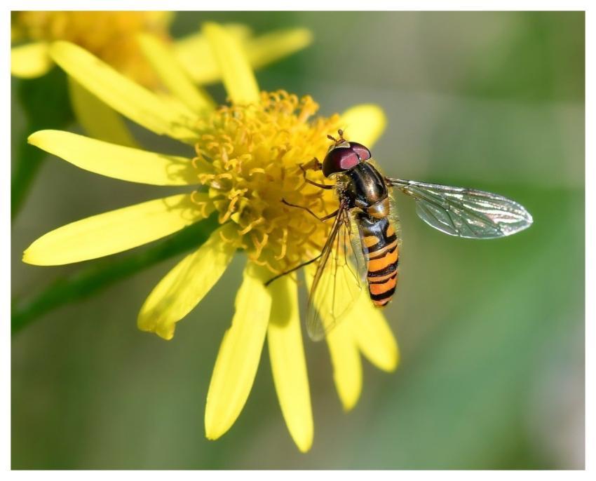 Hoverfly Flower Background Flower Wallpaper Insect