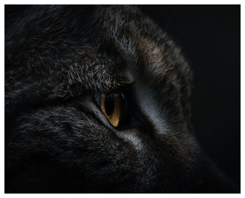 Lynx Nature Animal Feline