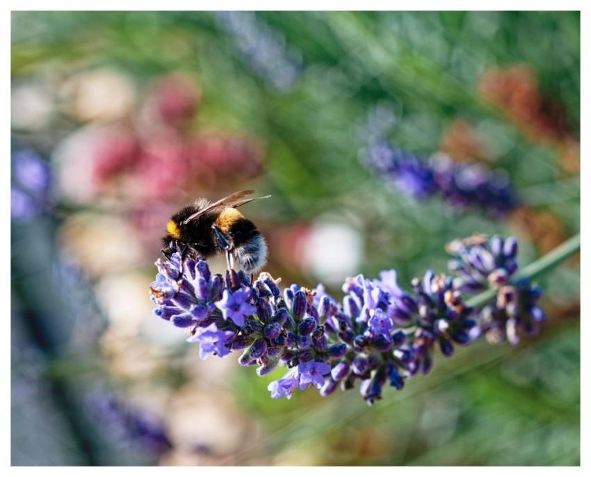 Flower Flower Background Bee Plant