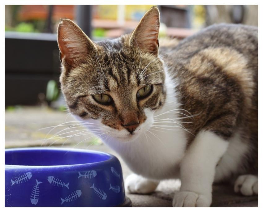 Cat Food Bowl Hunger Wolf Down
