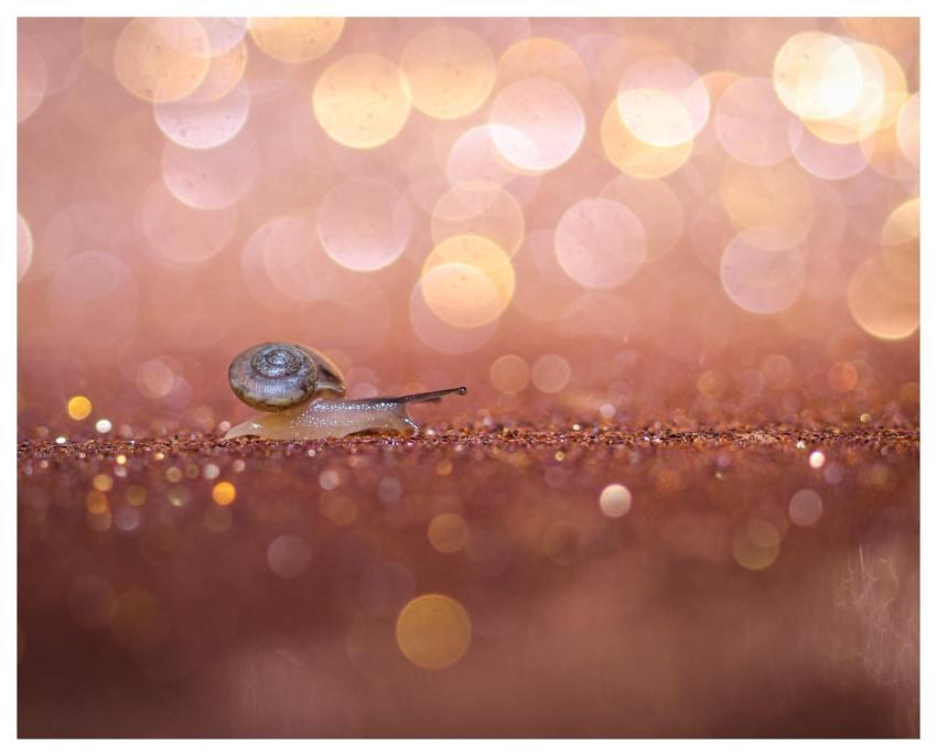 Snail Bokeh Macro Art