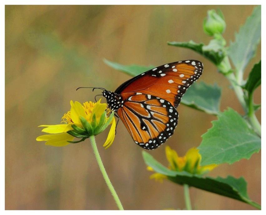 Butterfly Nature Flower Background Insect