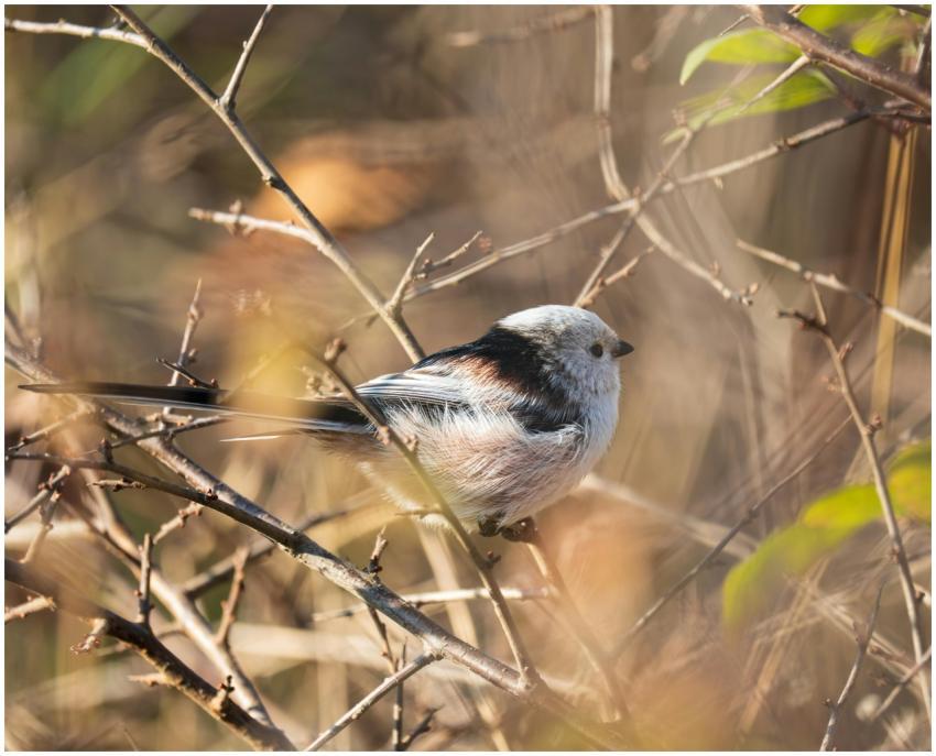 Long Tailed Tit Branch