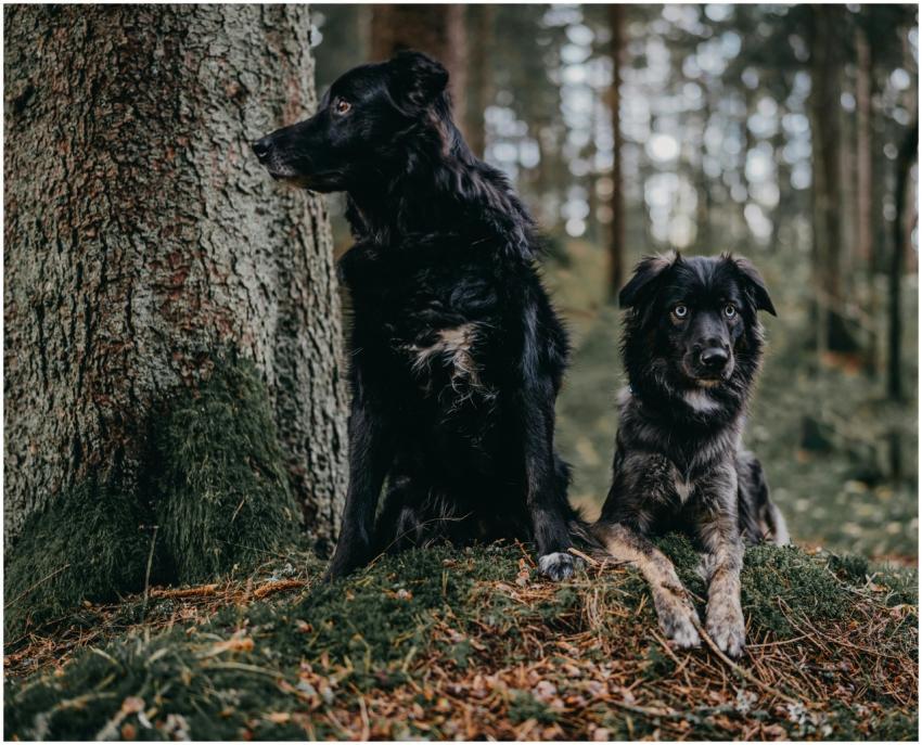 Two black dogs sitting on a forest floor next to a