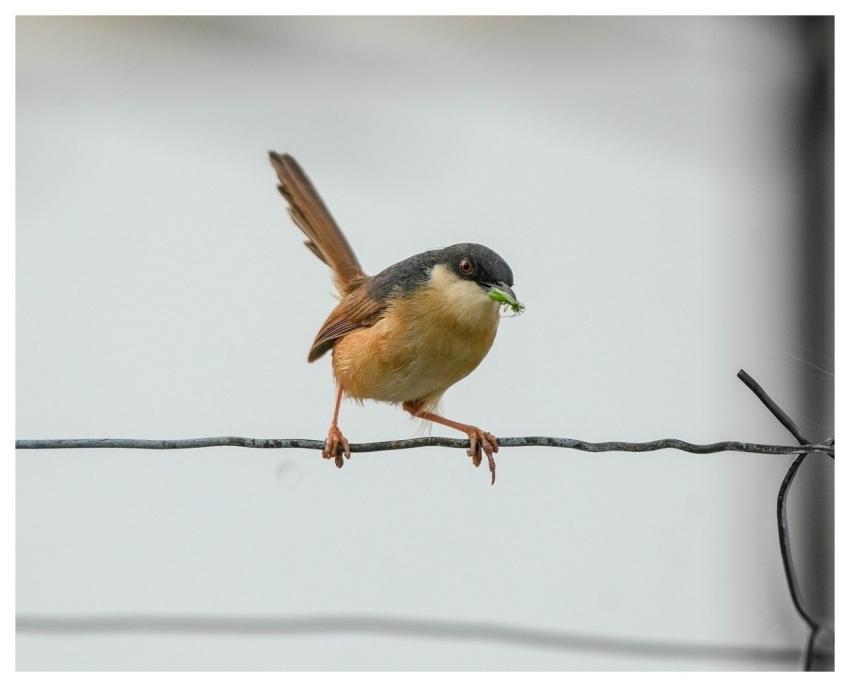 Ashy Prinia Prinia Bird Animal