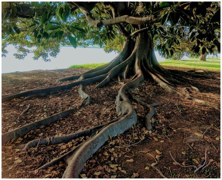 Explore the striking roots of a big fig tree in Al