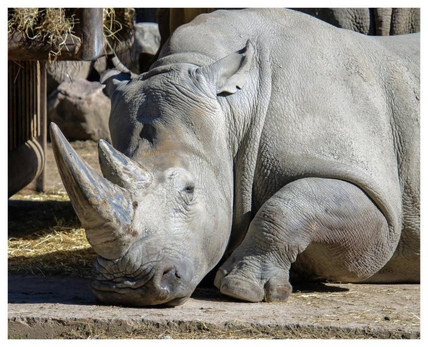 Zoo Rhinoceros Mammal Horn