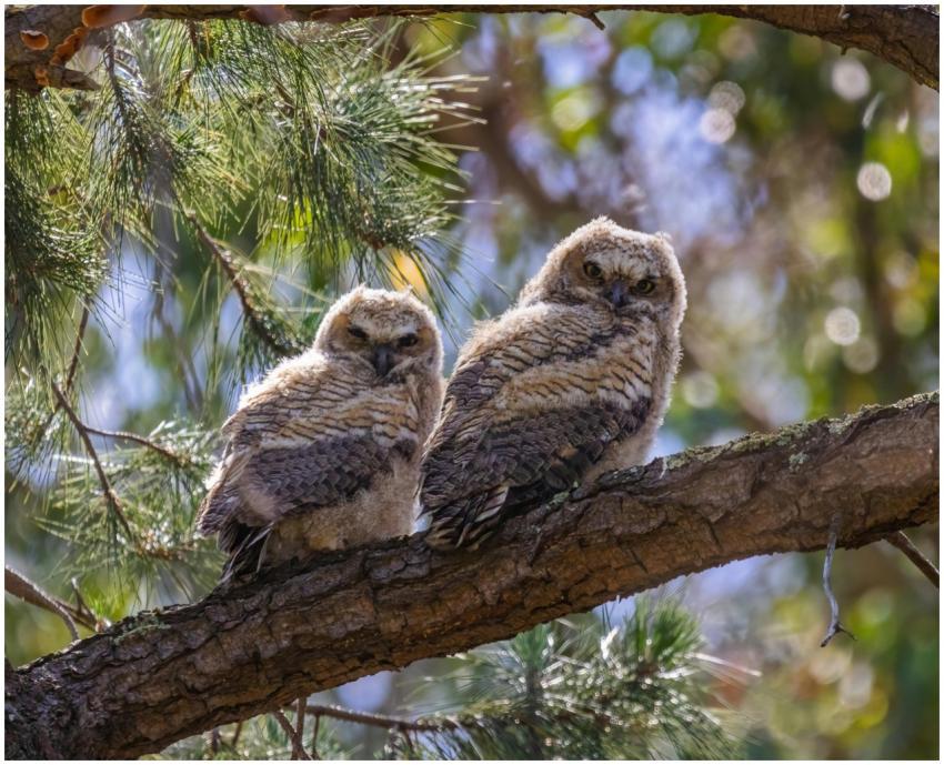 Two owls perched on a tree branch in a natural set